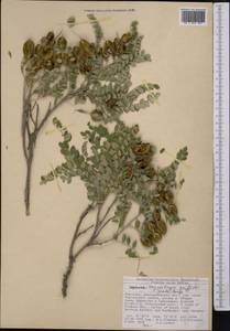 Sophora mollis subsp. griffithii (Stocks)Ali, Middle Asia, Western Tian Shan & Karatau (M3) (Kyrgyzstan)