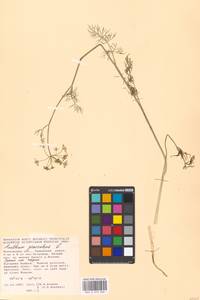 Anethum graveolens L., Eastern Europe, Moscow region (E4a) (Russia)