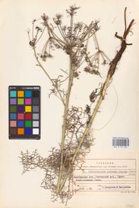 Aulacospermum multifidum (Sm.) Woronow, Eastern Europe, Eastern region (E10) (Russia)