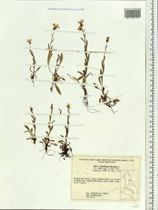 Saxifraga hirculus L., Siberia, Russian Far East (S6) (Russia)