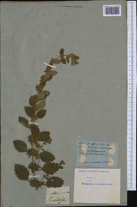 Melissa officinalis L., Western Europe (EUR) (Not classified)
