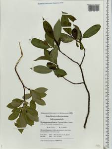 Salix pentandra L., Eastern Europe, Northern region (E1) (Russia)