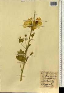 Althaea, South Asia, South Asia (Asia outside ex-Soviet states and Mongolia) (ASIA) (Iran)