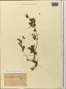 Coronilla coronata L., Caucasus, Stavropol Krai, Karachay-Cherkessia & Kabardino-Balkaria (K1b) (Russia)