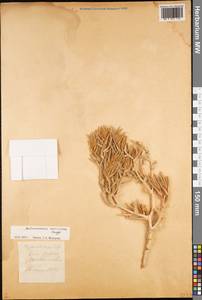 Halimocnemis mollissima Bunge, Middle Asia, Karakum (M6) (Turkmenistan)