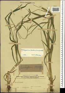 Brachypodium sylvaticum (Huds.) P.Beauv., Caucasus, Azerbaijan (K6) (Azerbaijan)