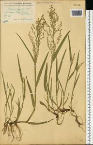 Catabrosa aquatica (L.) P.Beauv., Eastern Europe, Central forest-and-steppe region (E6) (Russia)