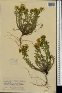Haplophyllum suaveolens (DC.) G. Don, Crimea (KRYM) (Russia)