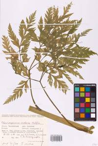 Pleurospermum uralense Hoffm., Eastern Europe, Eastern region (E10) (Russia)