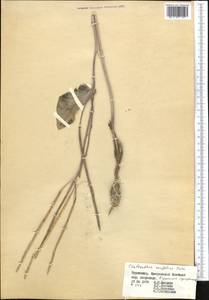 Chalcanthus renifolius (Boiss. & Hohen.) Boiss., Middle Asia, Kopet Dag, Badkhyz, Small & Great Balkhan (M1) (Turkmenistan)