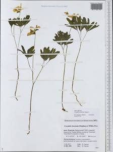 Corydalis bombylina Stepanov, Siberia, Baikal & Transbaikal region (S4) (Russia)
