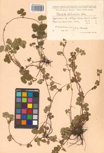 Potentilla stolonifera Lehm. ex Ledeb., Siberia, Russian Far East (S6) (Russia)