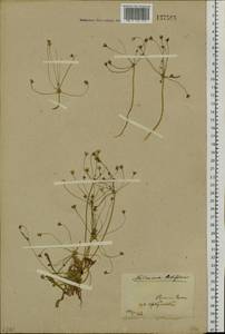 Androsace lactiflora Fisch. ex Willd., Siberia, Baikal & Transbaikal region (S4) (Russia)