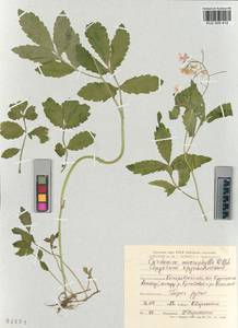 KUZ 005 412, Cardamine macrophylla Willd., Siberia, Altai & Sayany Mountains (S2) (Russia)