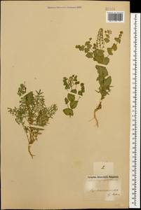 Lepidium perfoliatum L., Caucasus, Azerbaijan (K6) (Azerbaijan)