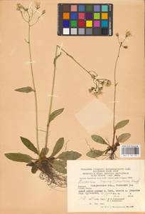 Hieracium transylvanicum Heuff., Eastern Europe, West Ukrainian region (E13) (Ukraine)