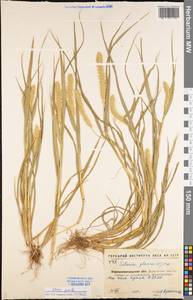 Setaria pumila (Poir.) Roem. & Schult., Eastern Europe, North Ukrainian region (E11) (Ukraine)