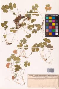 Oxalis acetosella L., Eastern Europe, Volga-Kama region (E7) (Russia)