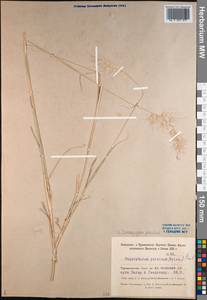 Enneapogon persicus Boiss., Middle Asia, Kopet Dag, Badkhyz, Small & Great Balkhan (M1) (Turkmenistan)