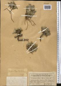 Psychrogeton olgae (Regel & Schmalh.) Novopokr. ex Nevski, Middle Asia, Western Tian Shan & Karatau (M3) (Kazakhstan)