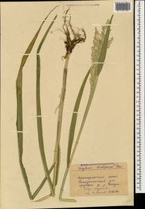 Sorghum halepense (L.) Pers., Caucasus, Black Sea Shore (from Novorossiysk to Adler) (K3) (Russia)