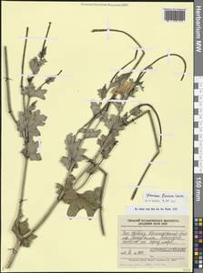 Glaucium flavum Crantz, Caucasus, Black Sea Shore (from Novorossiysk to Adler) (K3) (Russia)