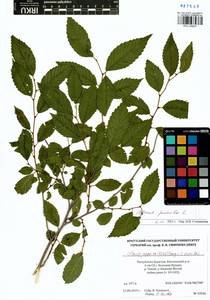 Ulmus pumila L., Siberia, Baikal & Transbaikal region (S4) (Russia)