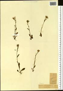 Tephroseris subfrigida (Kom.) Holub, Siberia, Chukotka & Kamchatka (S7) (Russia)