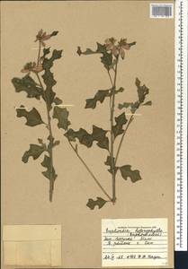 Euphorbia heterophylla L., Africa (AFR) (Mali)
