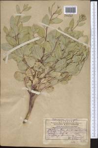 Haplophyllum latifolium Kar. & Kir., Middle Asia, Western Tian Shan & Karatau (M3) (Kazakhstan)