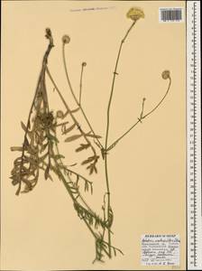 Cephalaria uralensis (Murray) Roem. & Schult., Caucasus, Black Sea Shore (from Novorossiysk to Adler) (K3) (Russia)