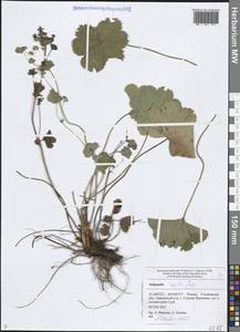 Alchemilla exilis Juz., Eastern Europe, Middle Volga region (E8) (Russia)