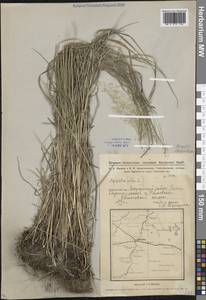 Agrostis stolonifera L., Siberia, Western Siberia (S1) (Russia)