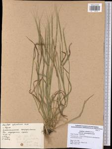 Aegilops cylindrica Host, Eastern Europe, Central region (E4) (Russia)