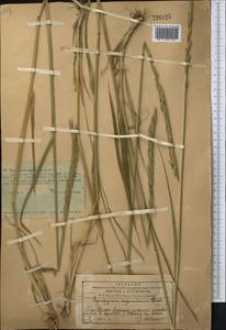 Elymus dentatus (Hook.f.) Tzvelev, Middle Asia, Western Tian Shan & Karatau (M3) (Kazakhstan)