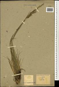Bromus variegatus M.Bieb., Caucasus (no precise locality) (K0)