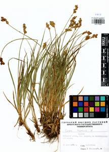 Carex leporina L., Siberia, Baikal & Transbaikal region (S4) (Russia)