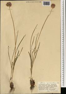 Allium hymenorhizum Ledeb., Mongolia (MONG) (Mongolia)