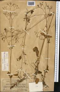 Valeriana ficariifolia Boiss., Middle Asia, Pamir & Pamiro-Alai (M2) (Kyrgyzstan)