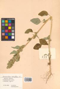 Amaranthus retroflexus L., Siberia, Russian Far East (S6) (Russia)