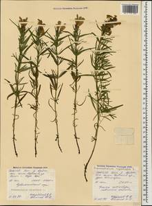 Dracocephalum ruyschiana L., Caucasus, North Ossetia, Ingushetia & Chechnya (K1c) (Russia)