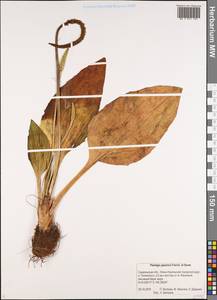 Plantago japonica Franch. & Sav., Siberia, Russian Far East (S6) (Russia)