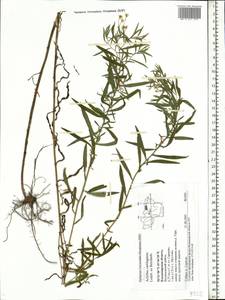 Achillea salicifolia subsp. salicifolia, Eastern Europe, Central region (E4) (Russia)