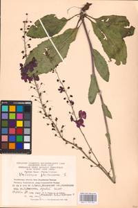 MHA 0 159 067, Verbascum phoeniceum L., Eastern Europe, Eastern region (E10) (Russia)