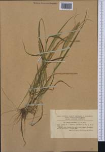 Setaria verticillata (L.) P.Beauv., Western Europe (EUR) (Romania)