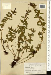 Epilobium algidum M. Bieb., Caucasus, Armenia (K5) (Armenia)