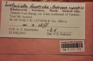 MW 9 111 173, Iwatsukiella leucotricha (Mitt.) W.R. Buck & H.A. Crum, Bryophytes, Bryophytes - Russian Far East (excl. Chukotka & Kamchatka) (B20) (Russia)