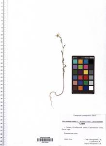 Descurainia sophia (L.) Webb ex Prantl, Eastern Europe, Middle Volga region (E8) (Russia)