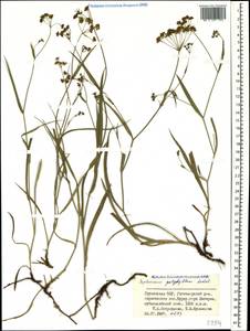 Bupleurum polyphyllum Ledeb., Caucasus, Georgia (K4) (Georgia)