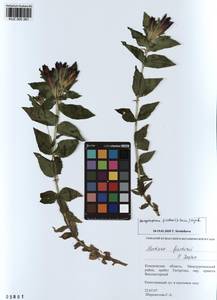 KUZ 000 381, Gentiana septemfida subsp. septemfida, Siberia, Altai & Sayany Mountains (S2) (Russia)